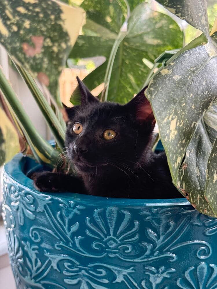 Reese - Domestic Short Hair