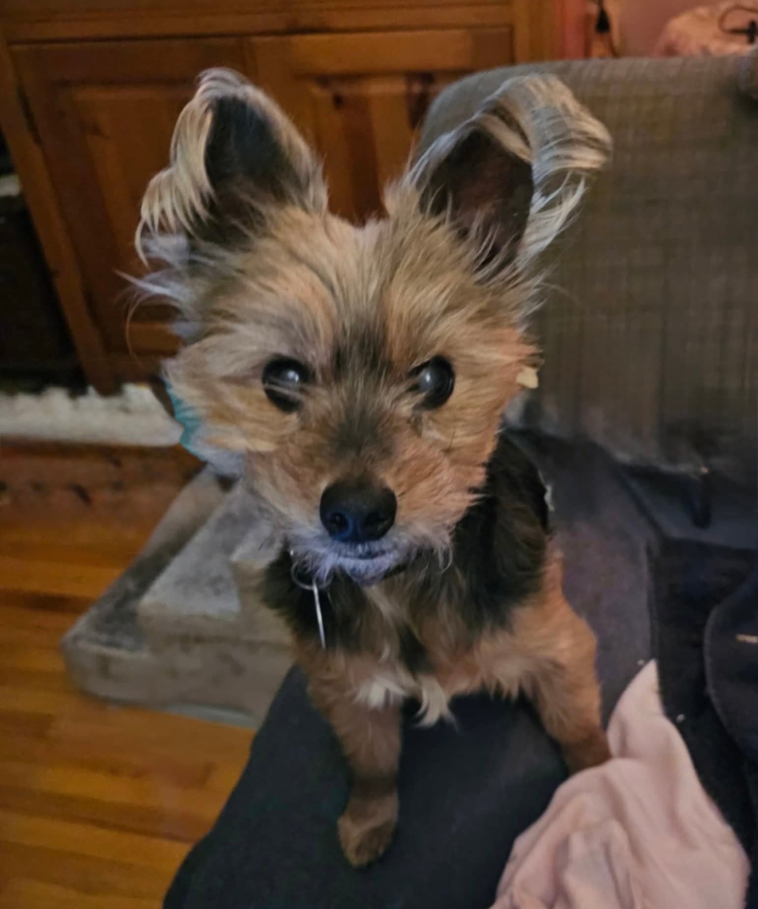 Mcfly - Yorkshire Terrier Yorkie