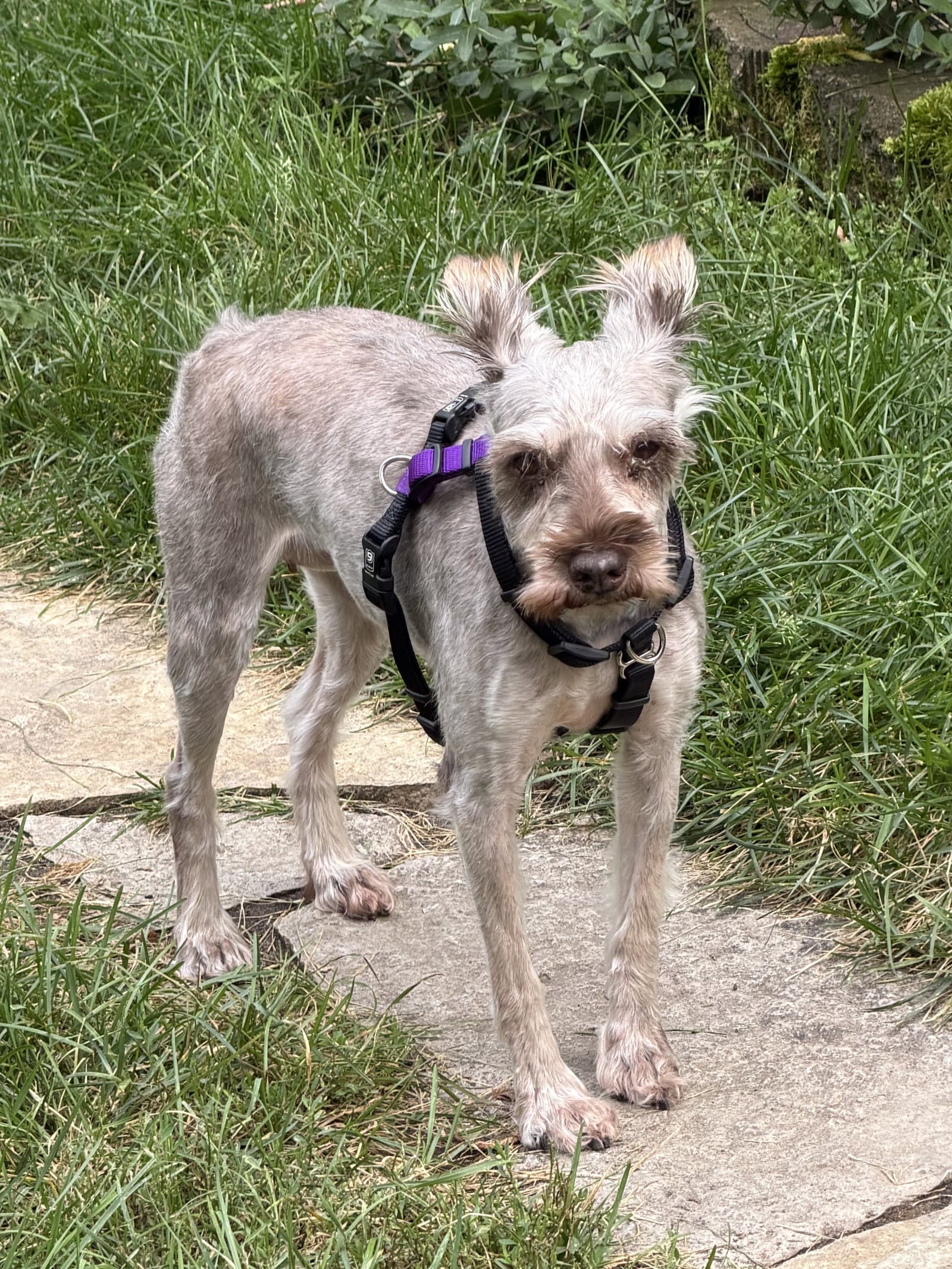 Tie Dye - Miniature Schnauzer