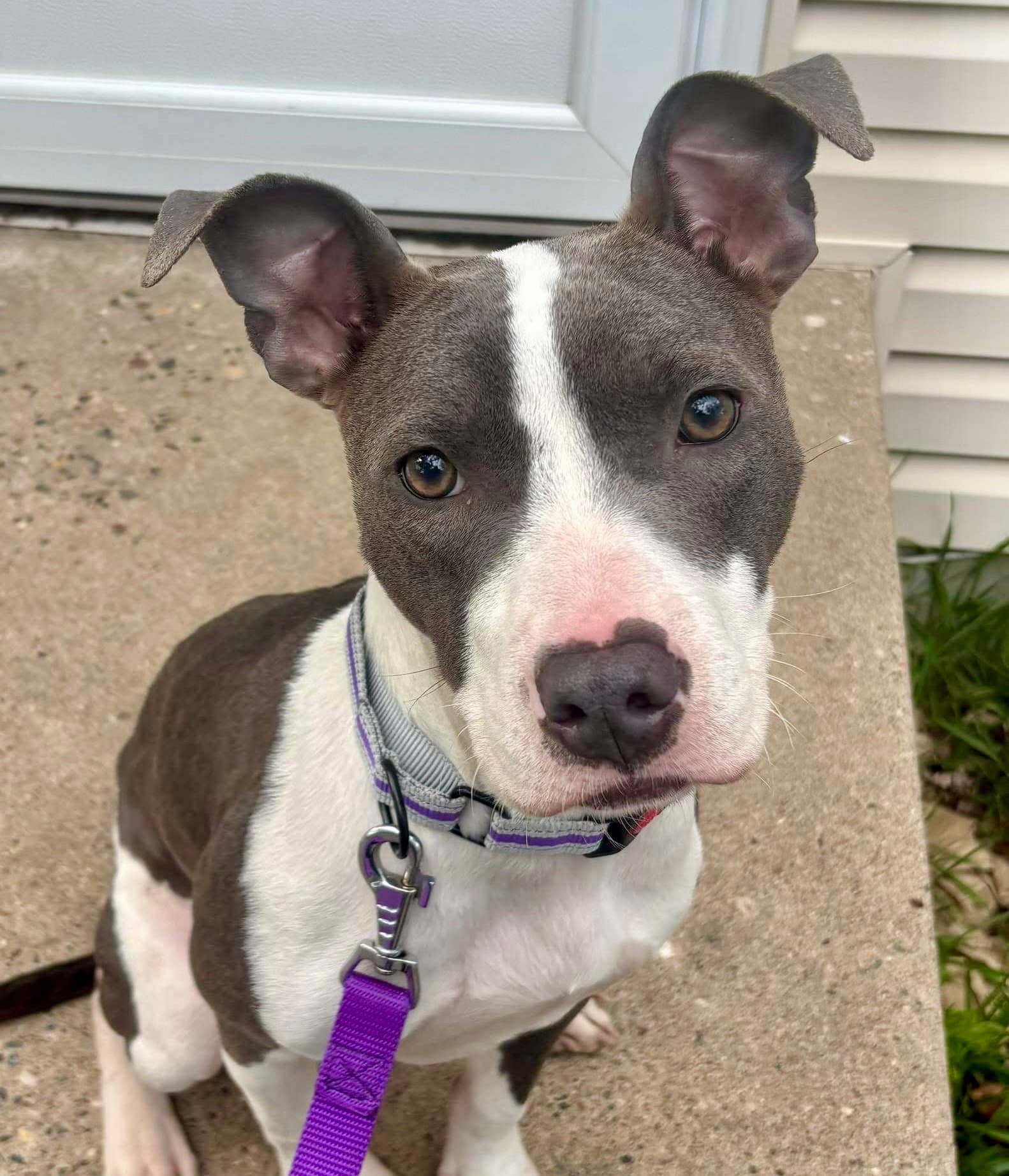 Atreyu - Pit Bull Terrier
