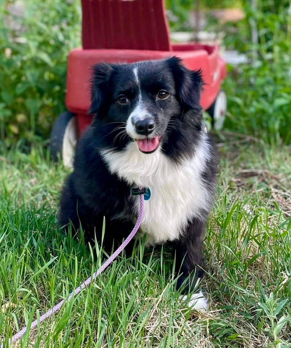 Dove - Australian Shepherd