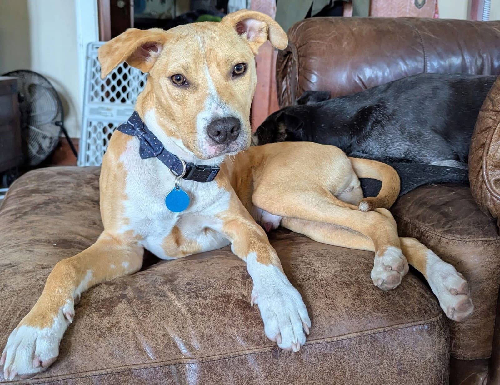 Cheeto Dust - Catahoula Leopard Dog