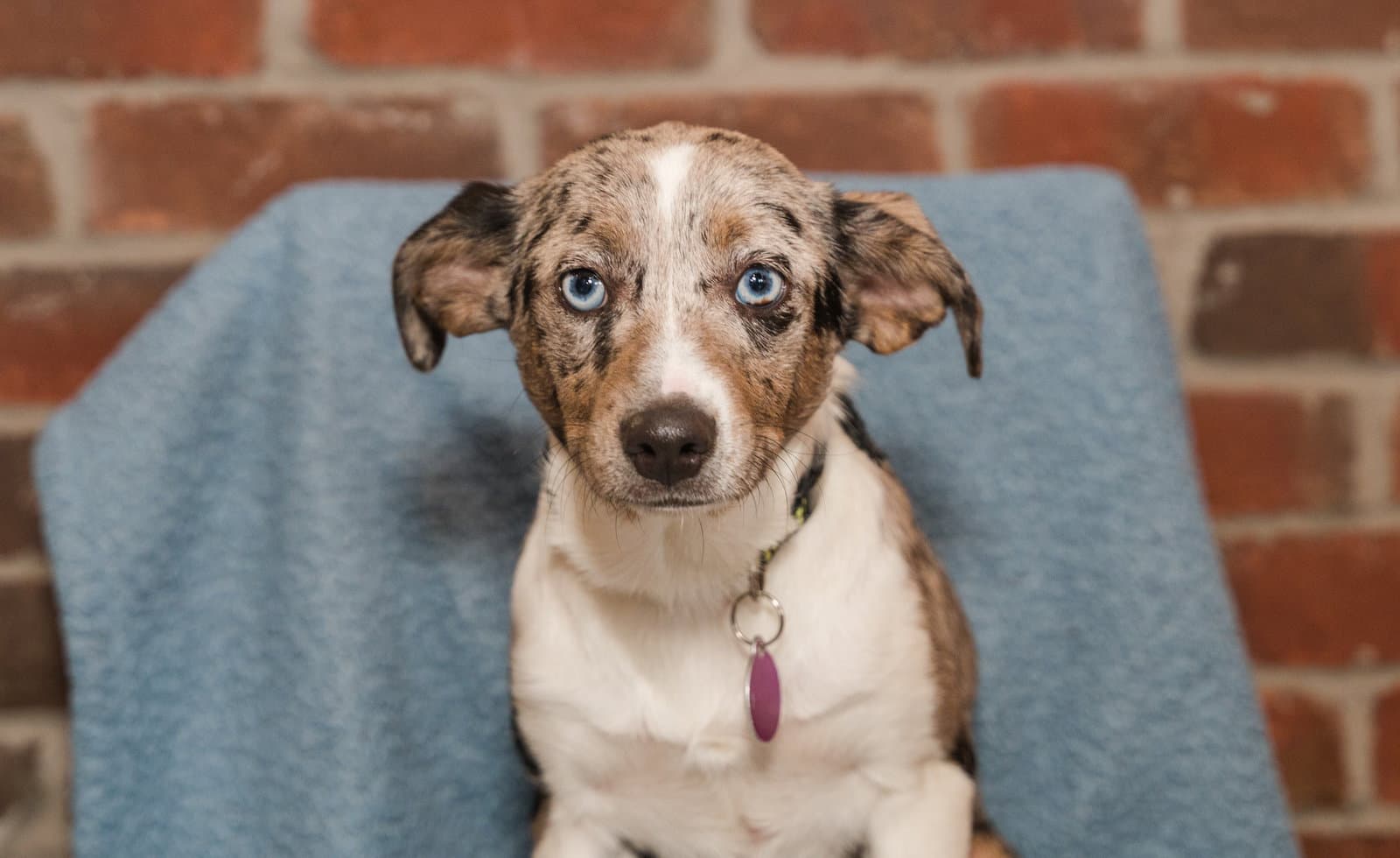 Bad Bunny - Australian Shepherd