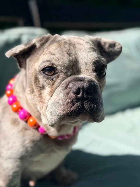 Margot - French Bulldog