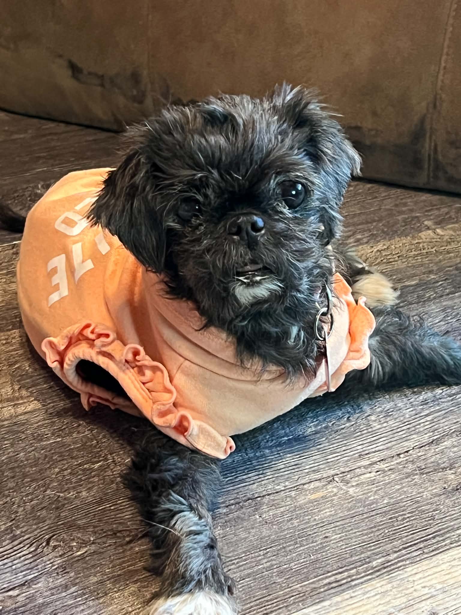 Martha - Pug