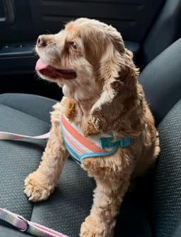 Daisy Duke image 1