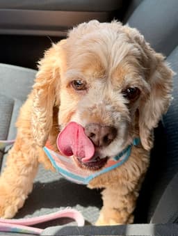 Daisy Duke image 2