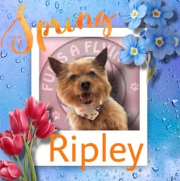Ripley image 4