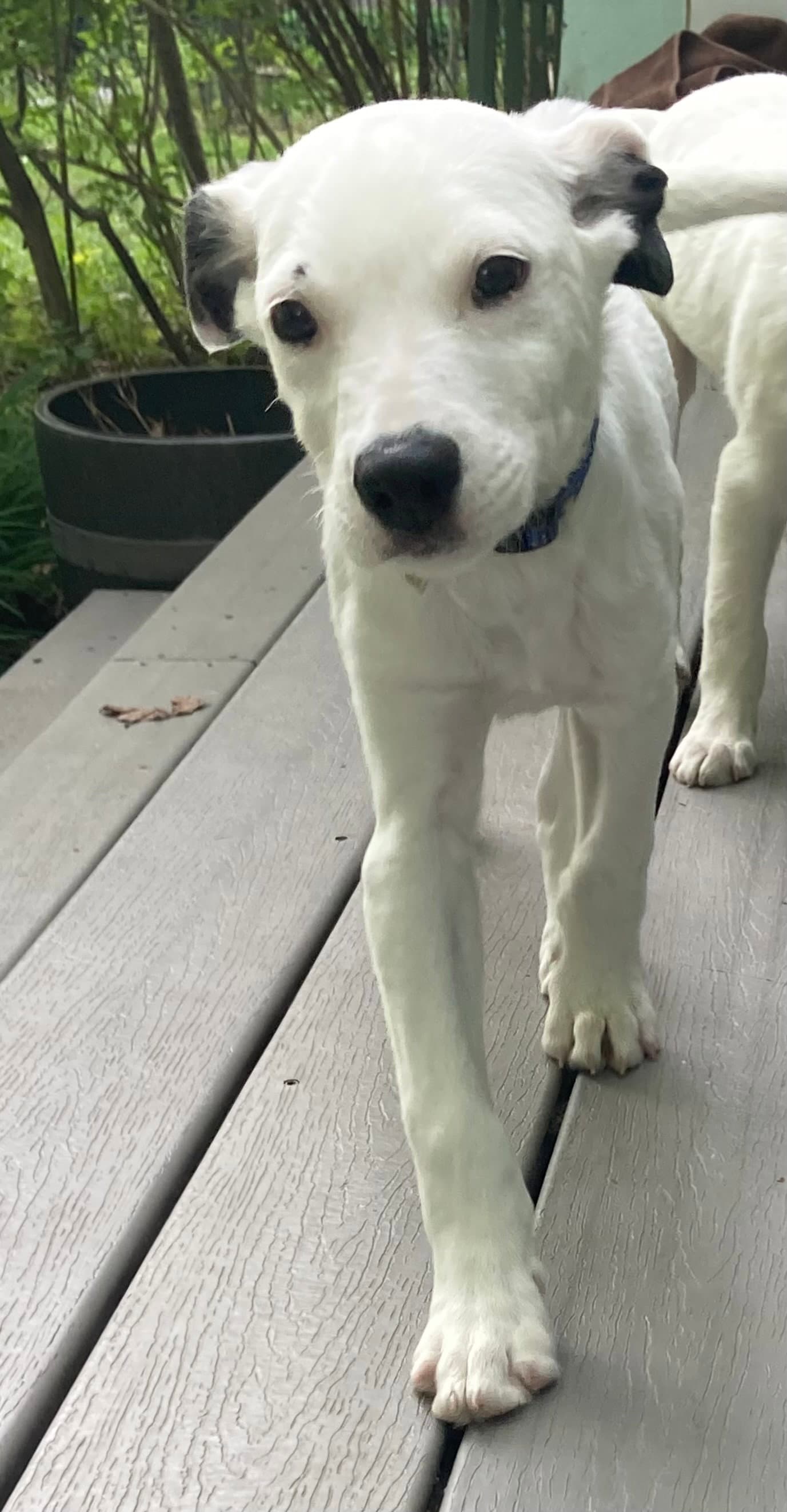 Nashville - Collie