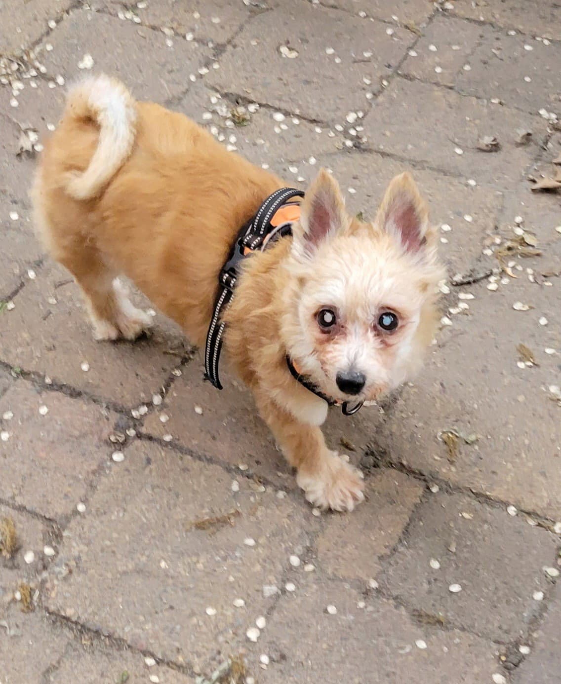 King - Chihuahua