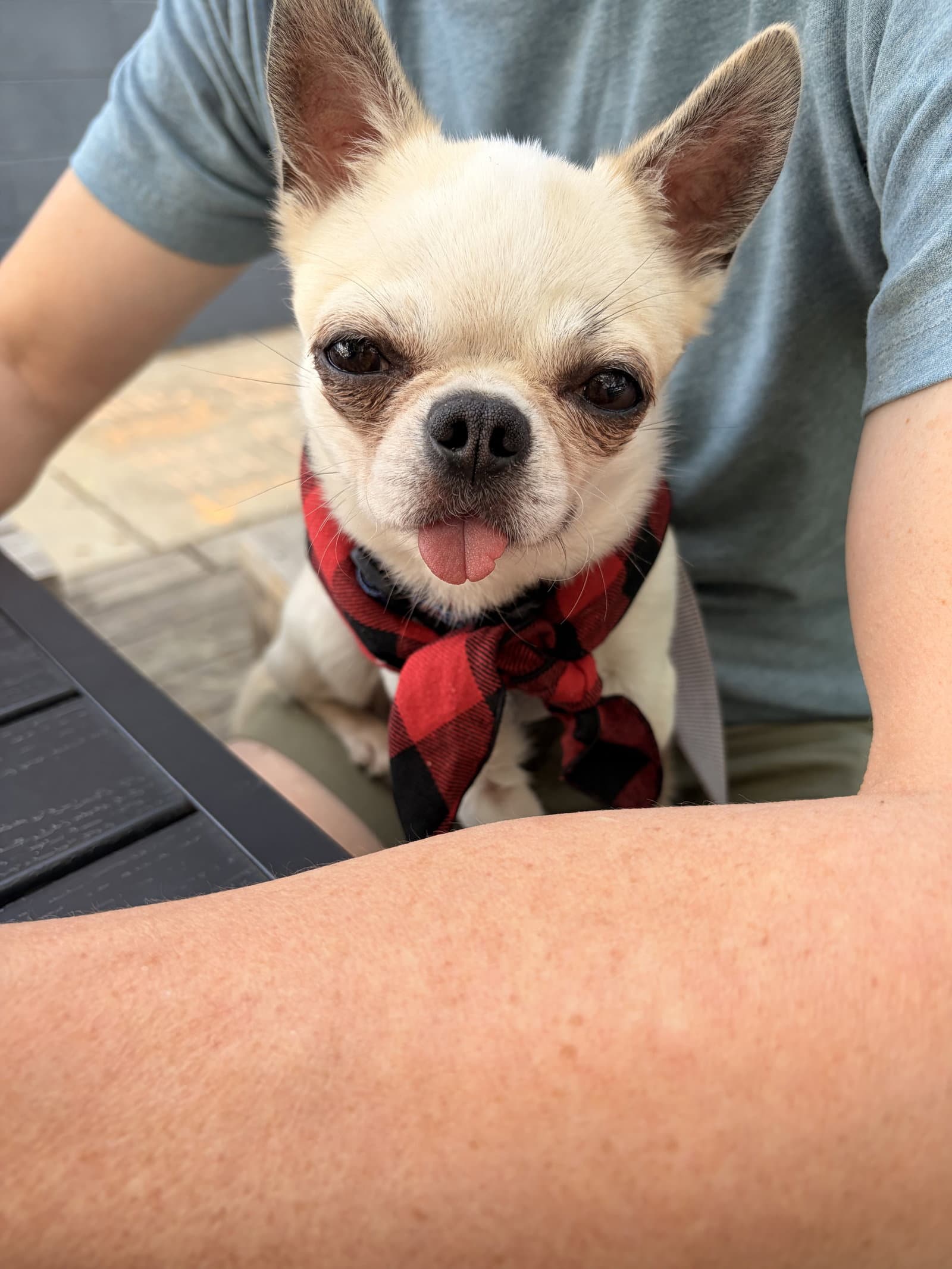 Teddy - Chihuahua