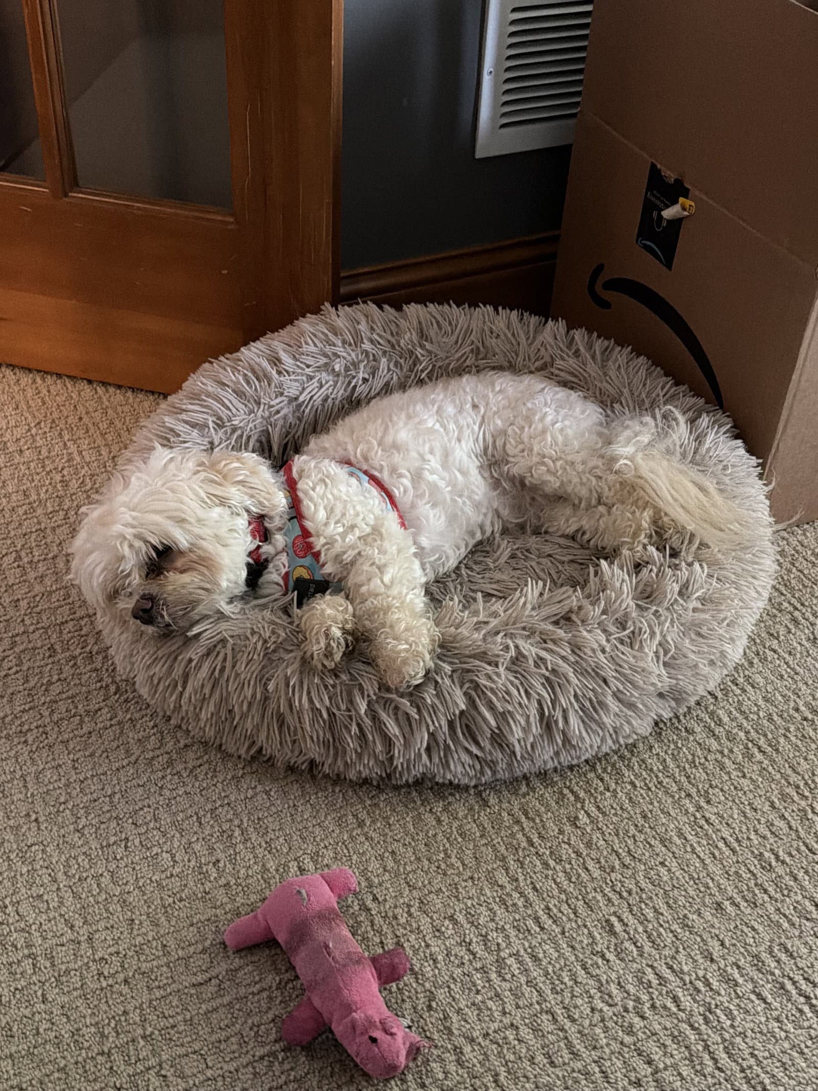 Reginald - Shih Tzu