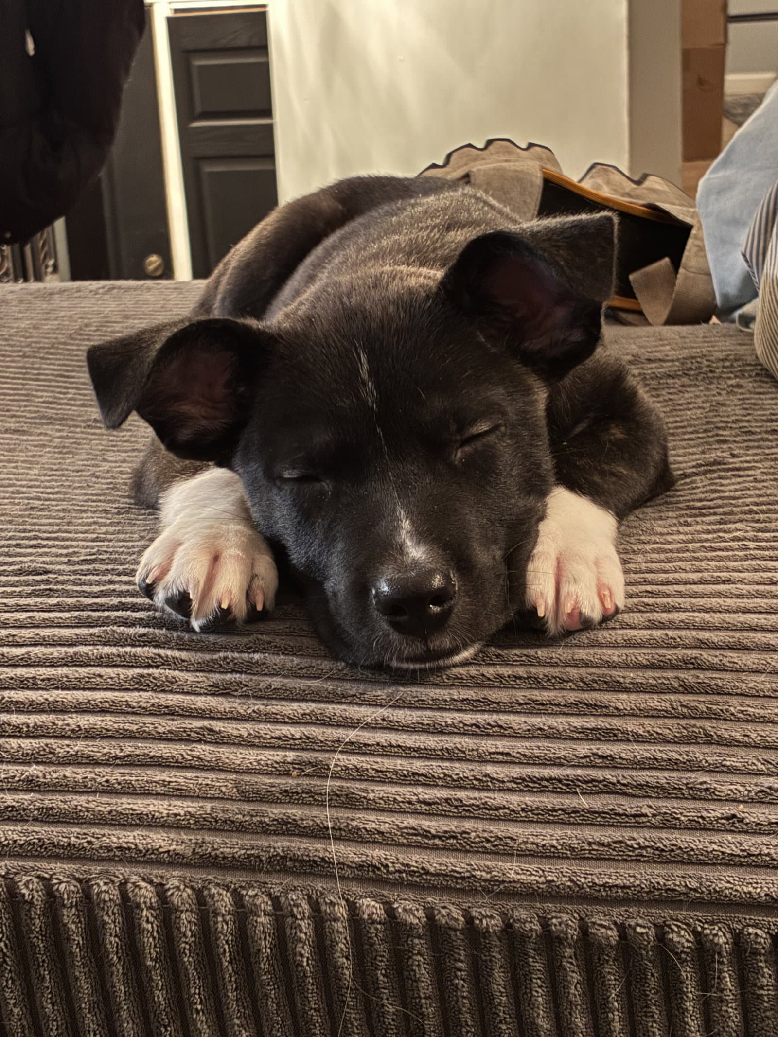 Noah - Pit Bull Terrier