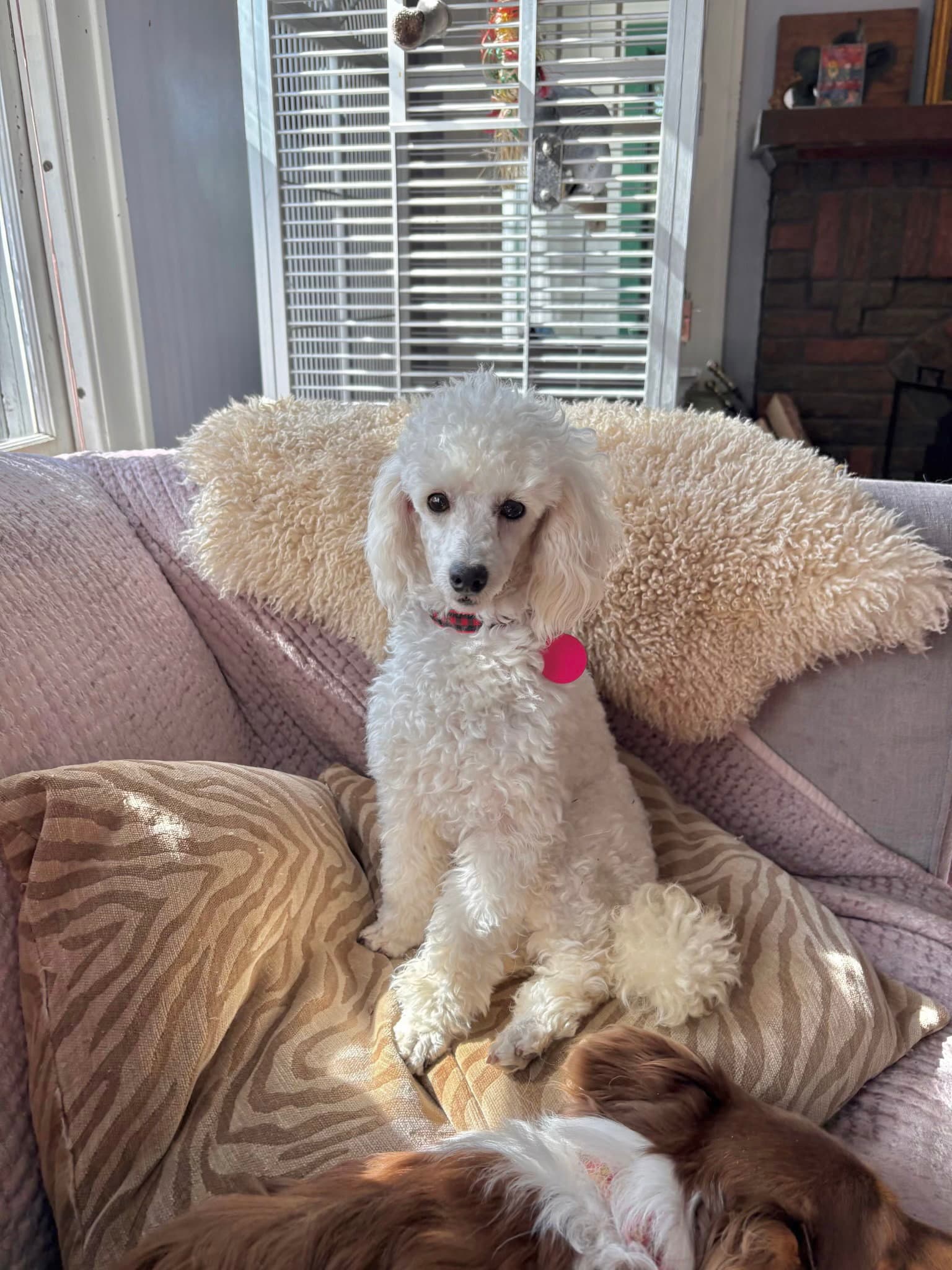 David Coverdale - Poodle (Toy)