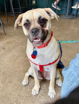 Puggles image 1