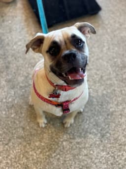 Puggles image 3