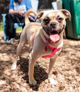 Puggles image 2