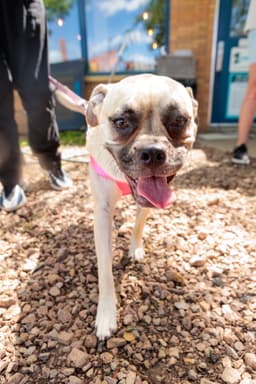 Puggles image 4