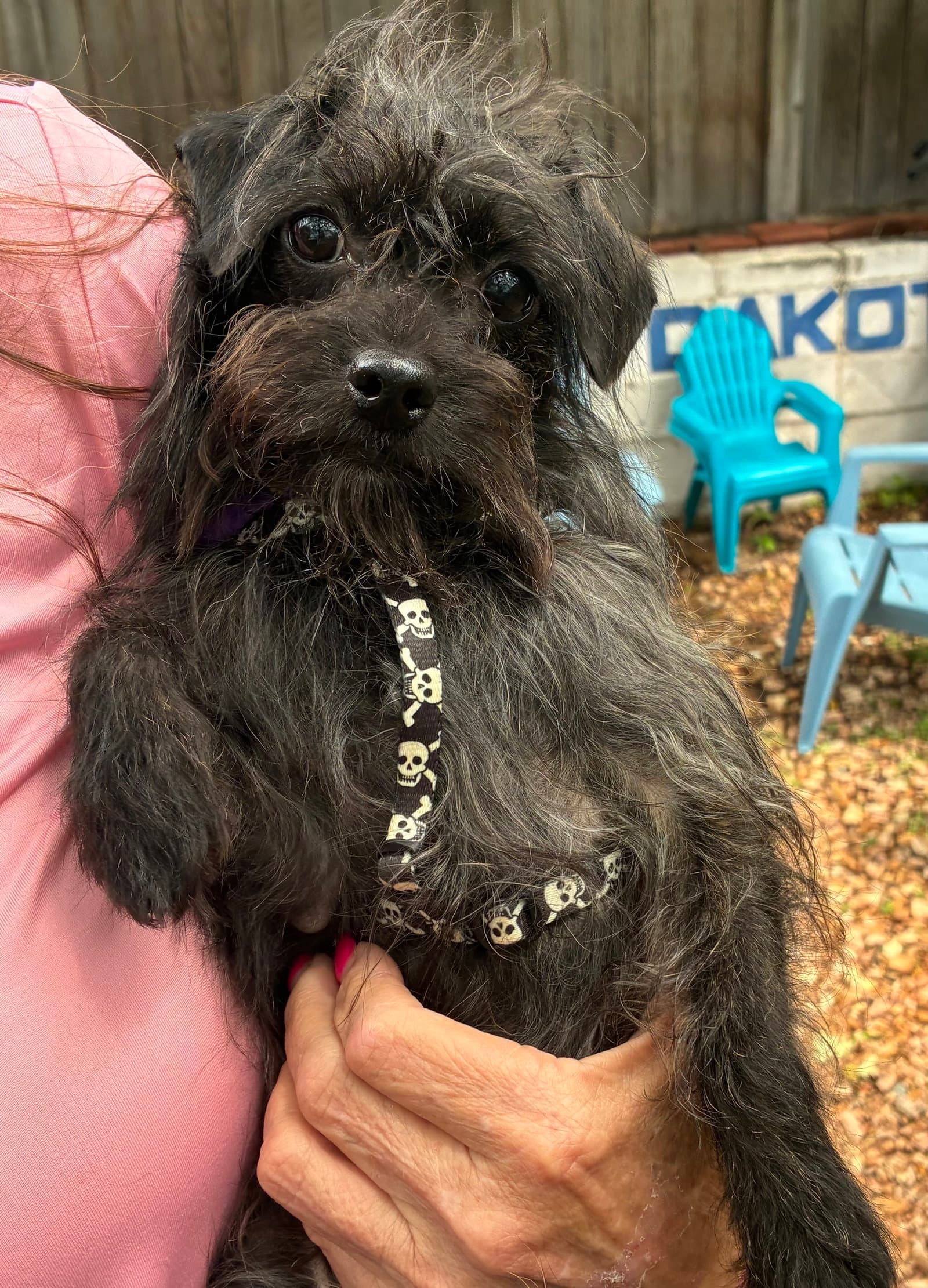 Gilligan - Yorkshire Terrier Yorkie