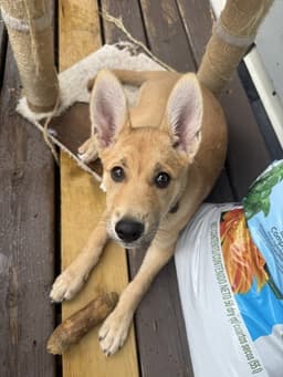 Roo image 1