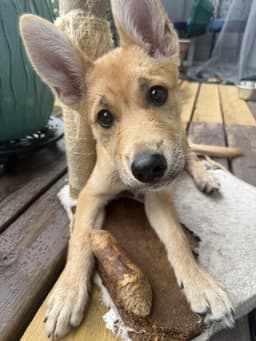 Roo image 4