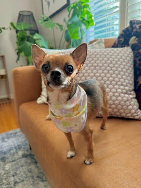 Majesty - Chihuahua