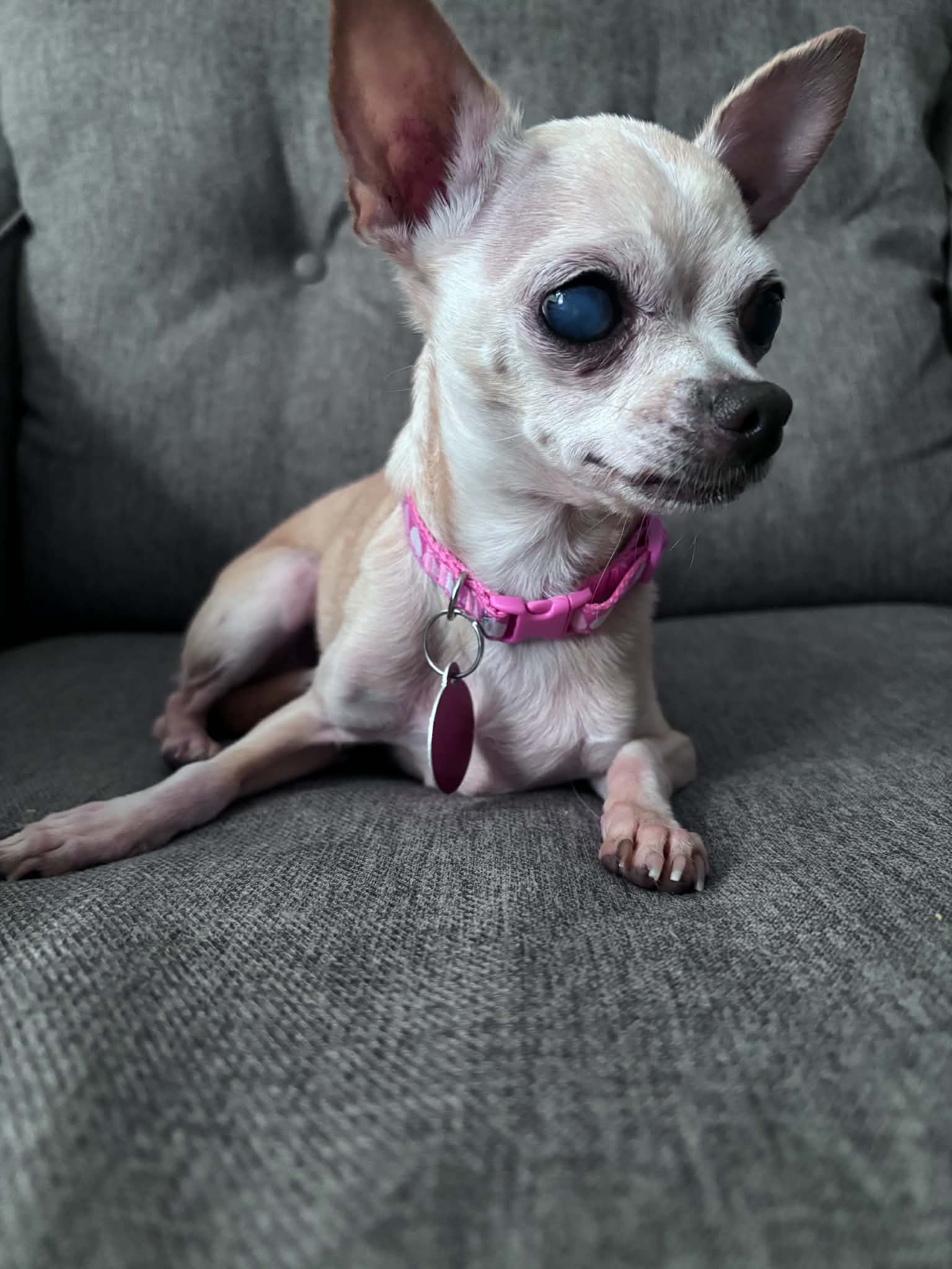 Marge - Chihuahua