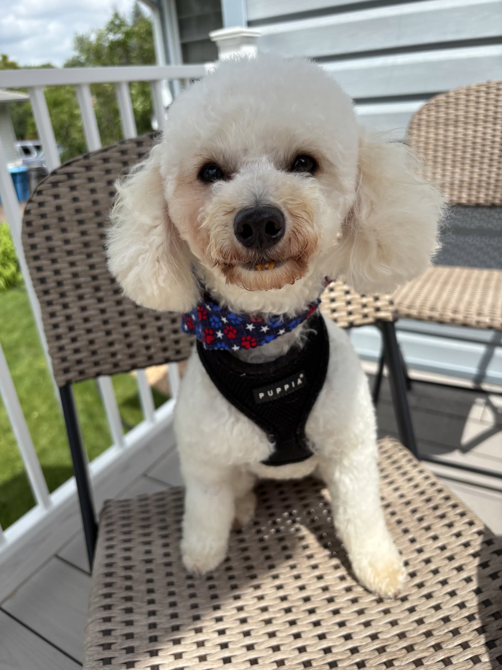 Theo - Poodle (Miniature)