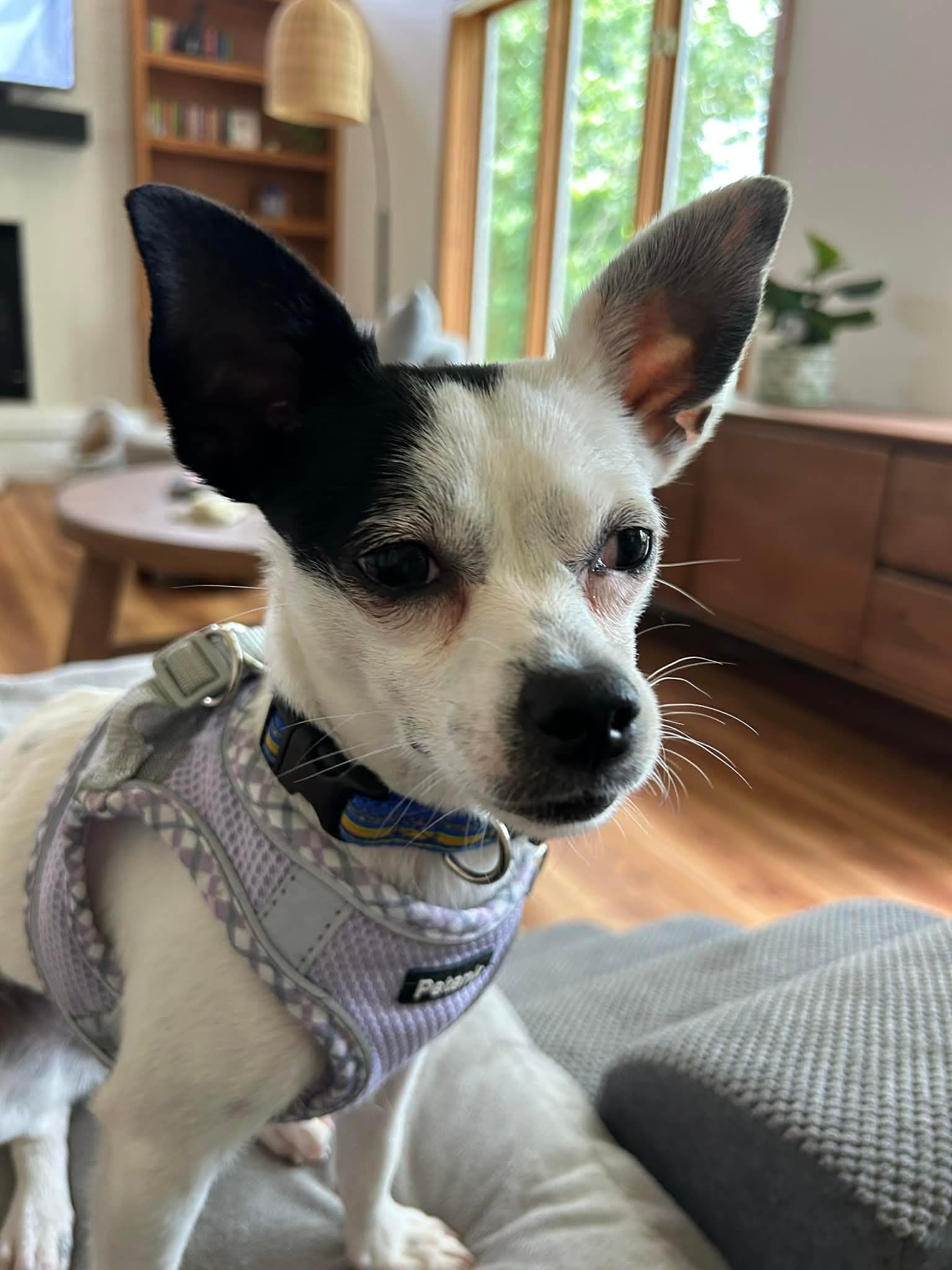 Allstar - Chihuahua