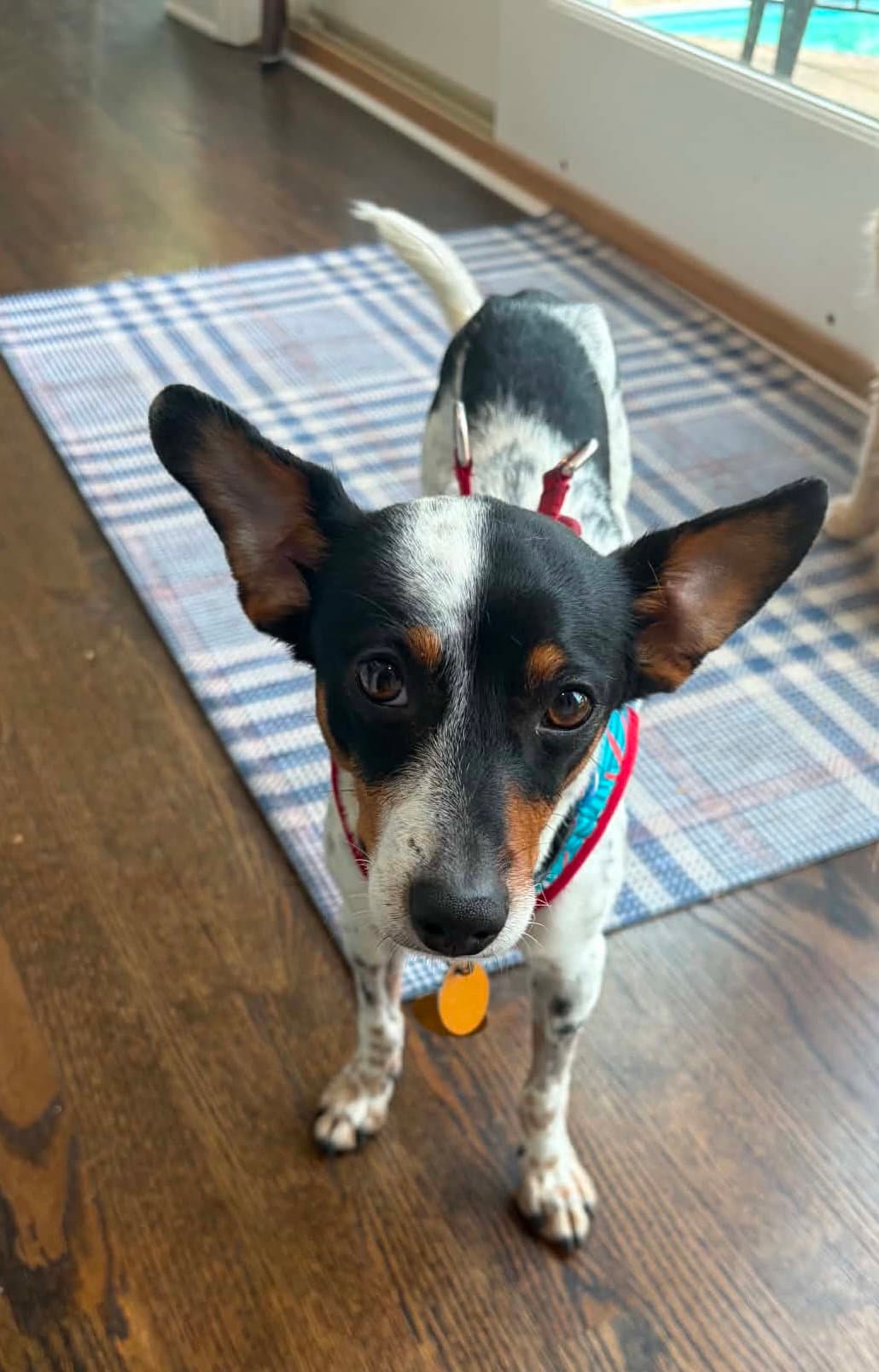 Grizzly - Jack Russell Terrier