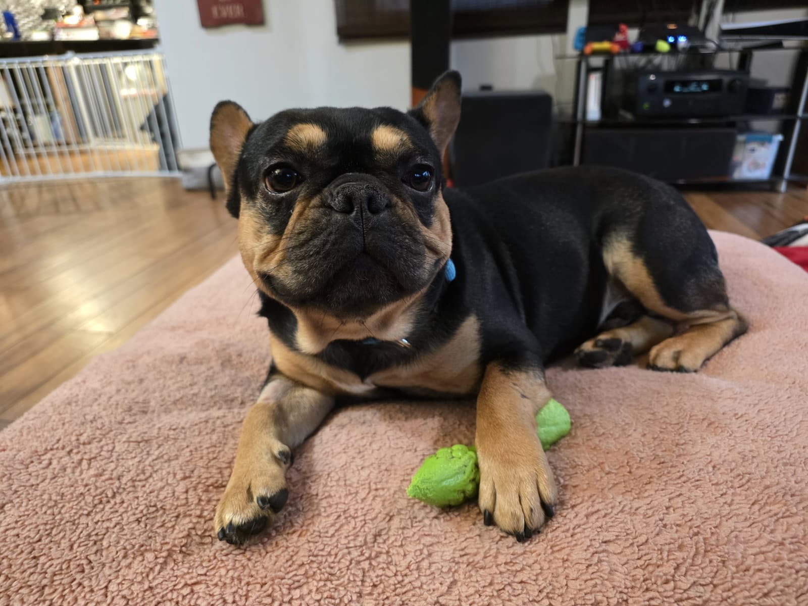 Kylian - French Bulldog