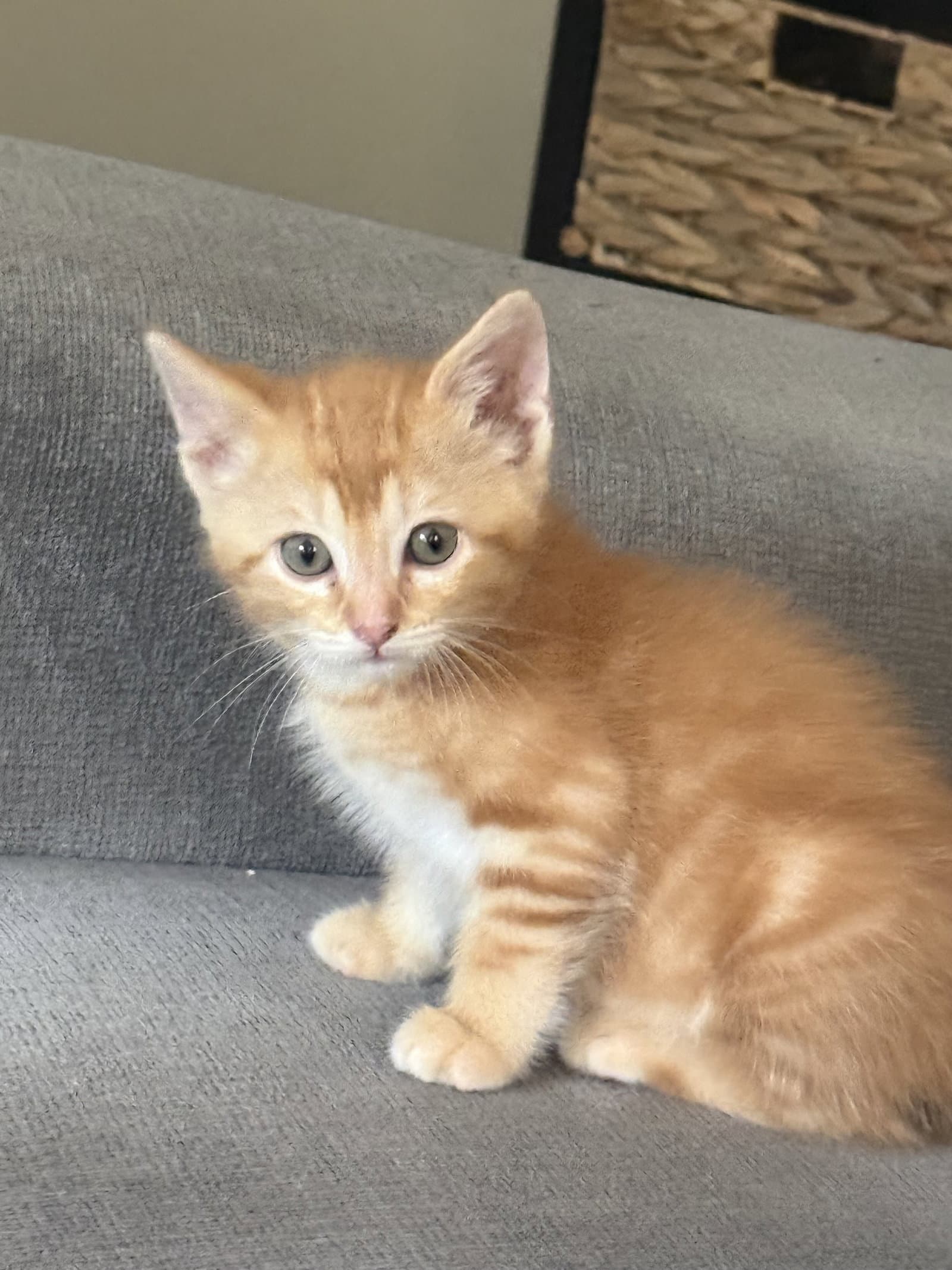 Doc - Domestic Short Hair