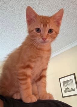 Doc image 4