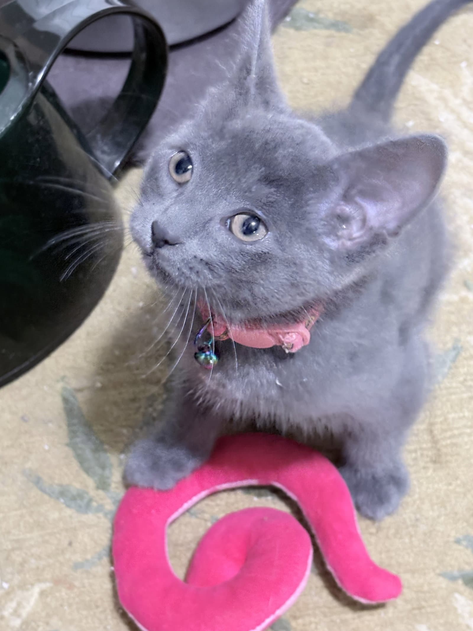 Happy - Domestic Short Hair