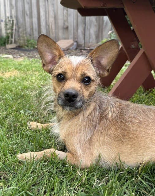 Mullet - Rat Terrier