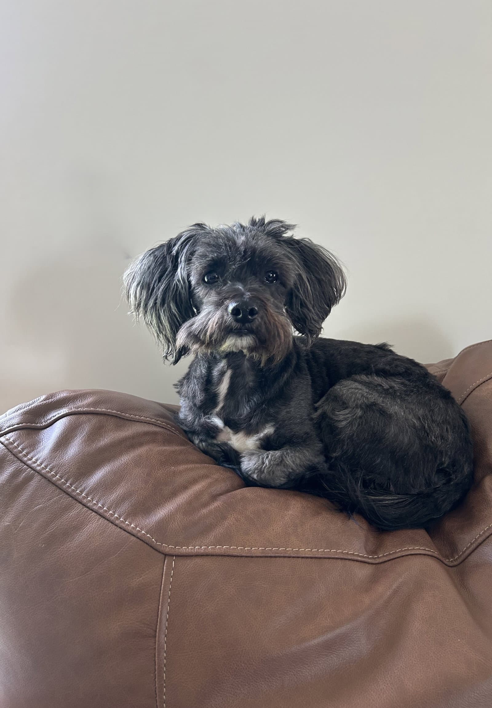 Samantha - Shih Tzu