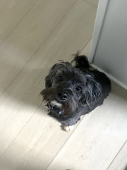 Samantha image 2