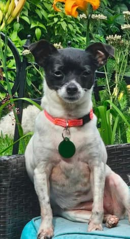Missy image 1