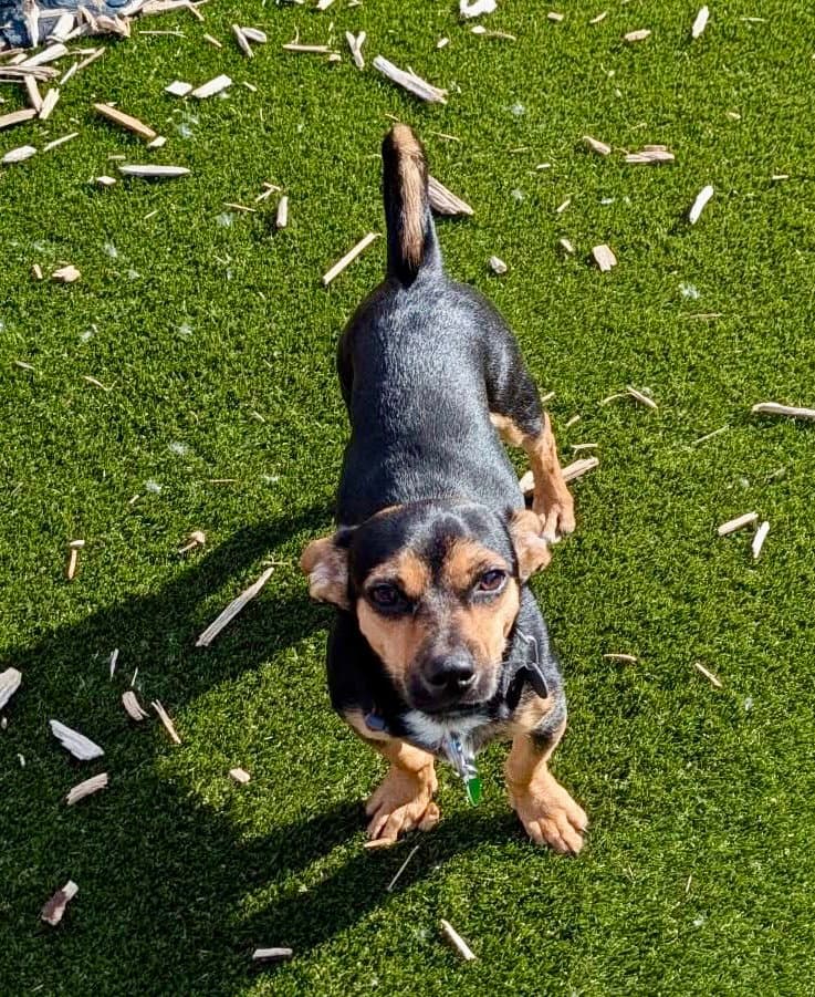 Slinky - Chihuahua