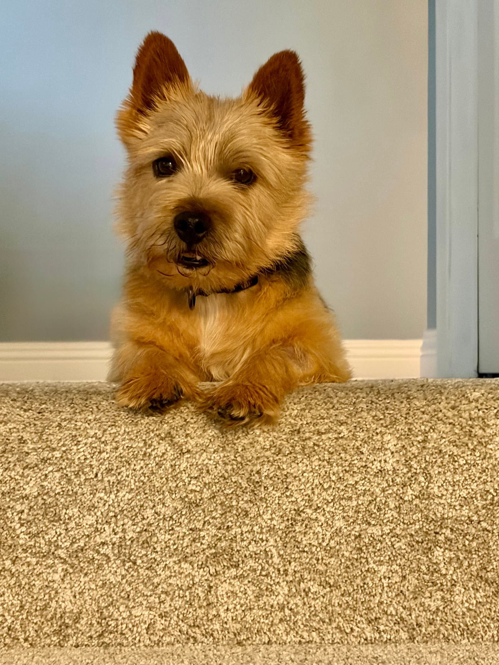 Paddington - Norwich Terrier