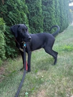 Beauregard image 3