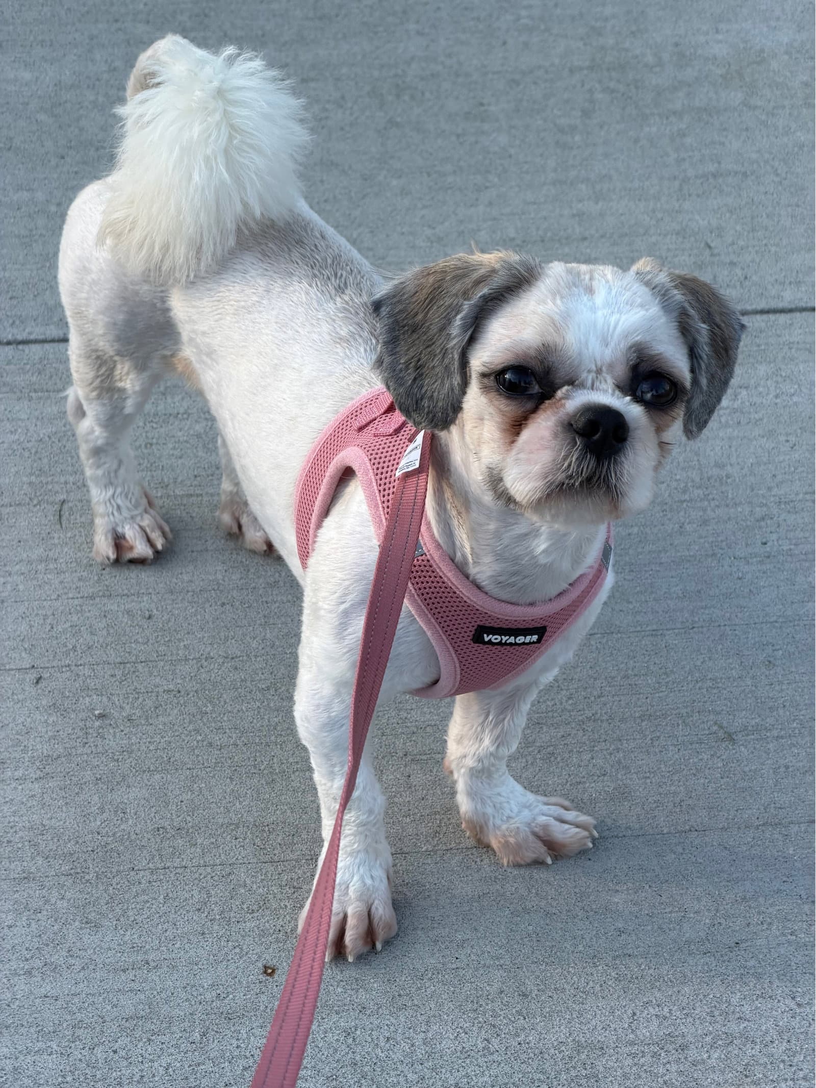 Dorthy - Shih Tzu