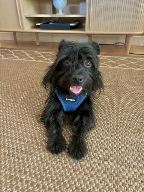 Ducky - Yorkshire Terrier Yorkie