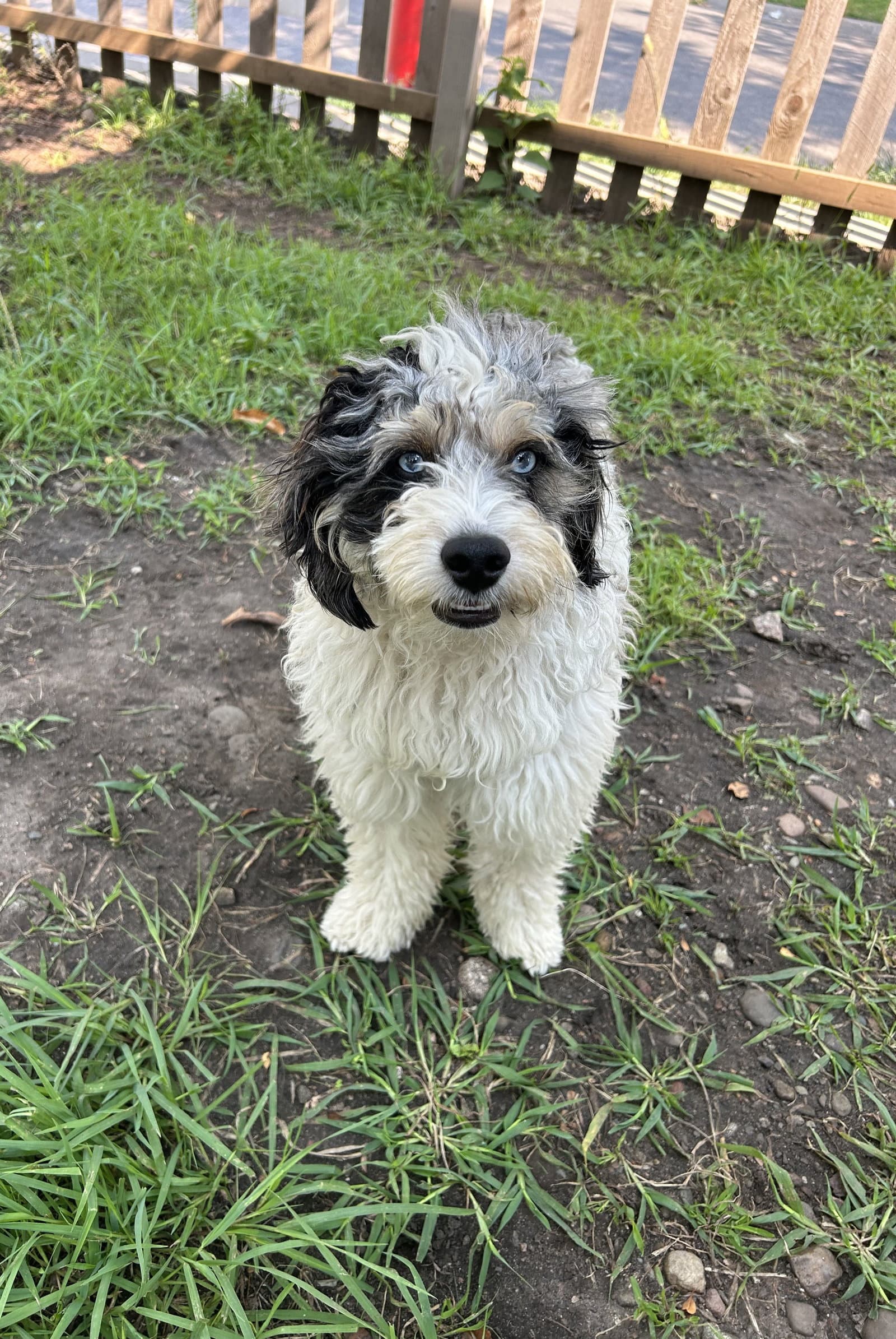 Coleslaw - Australian Shepherd