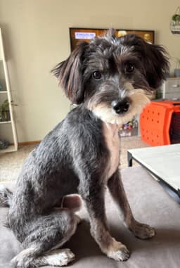 Pickles image 1