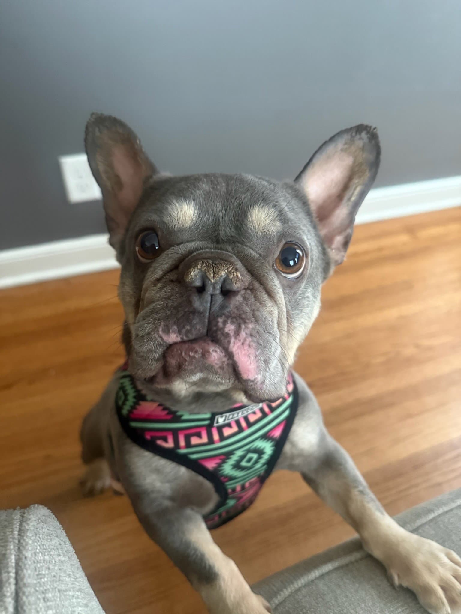 Mustard - French Bulldog