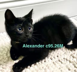 Foster Alexander image 1