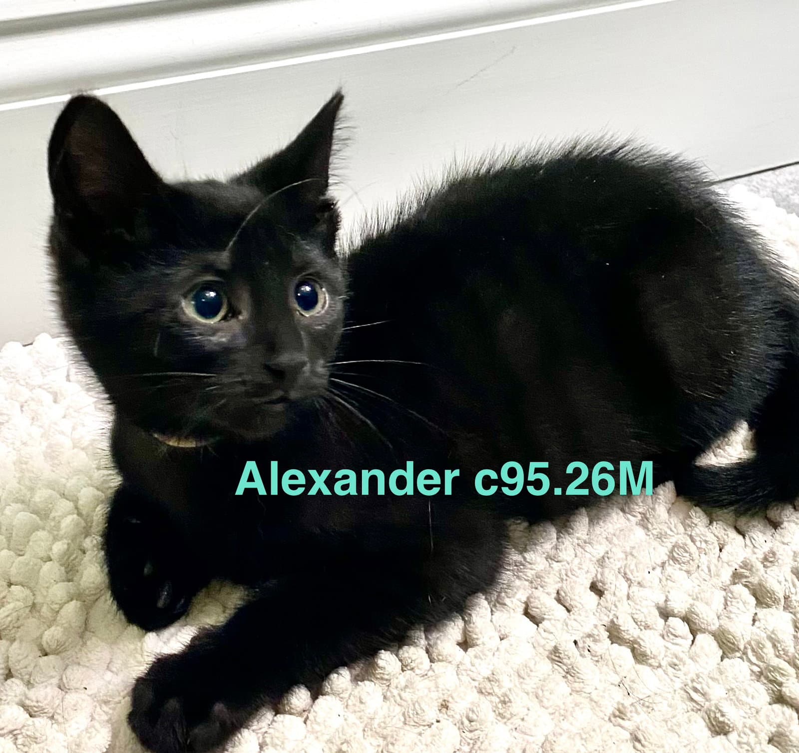 Foster Alexander - Domestic Short Hair