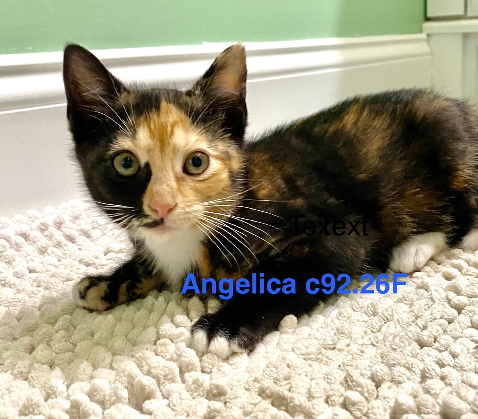 Foster Angelica - Domestic Short Hair