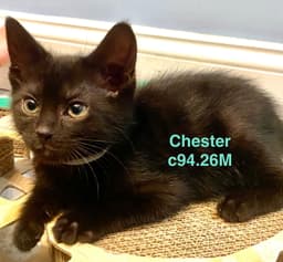 Foster Chester image 1